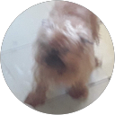 Maximus3981 profile picture
